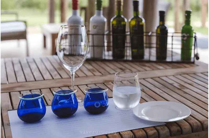 Degustação de Azeites: Como Apreciar os Sabores do Uruguai